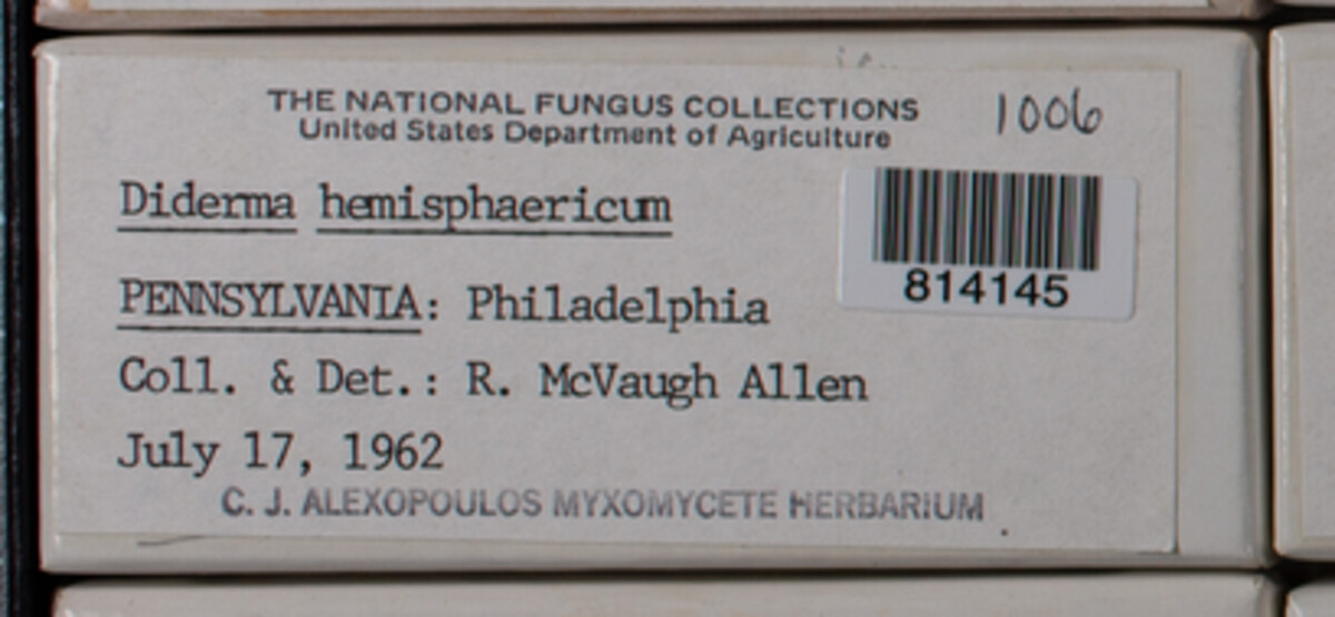 Diderma hemisphaericum image